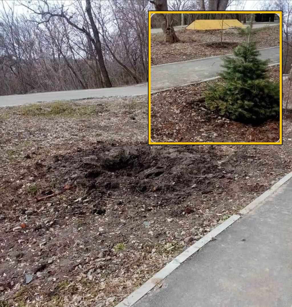 У Полтаві украли ялинку, яку недавно посадили у новому сквері. ФОТО