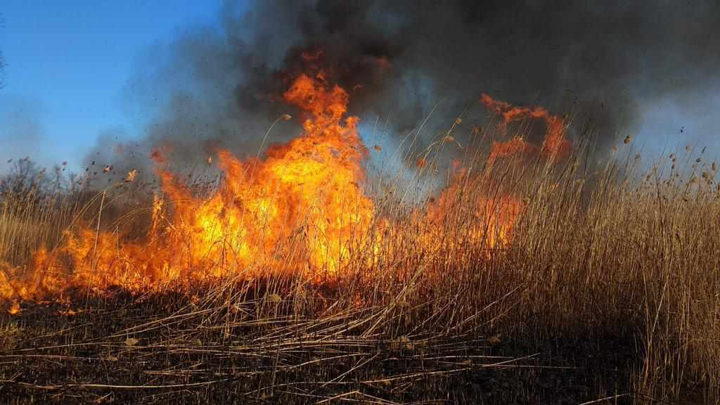 На Полтавщині за добу згоріло понад 33 гектари трави та очерету
