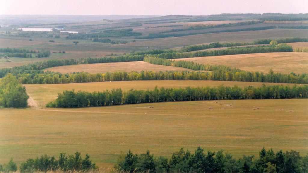 Прокуратура змусить громади Полтавщини взяти на баланс лісосмуги: що це значить для ТГ