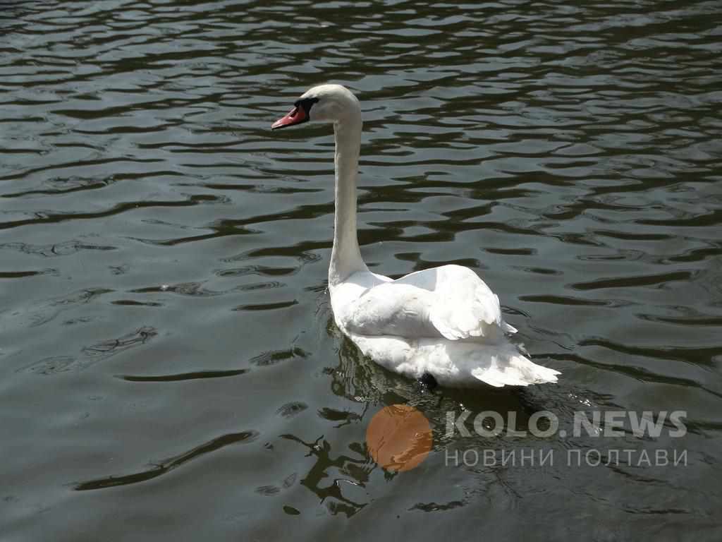 Лебеді, гуси та качки повернулися до полтавського дендропарку. ФОТО