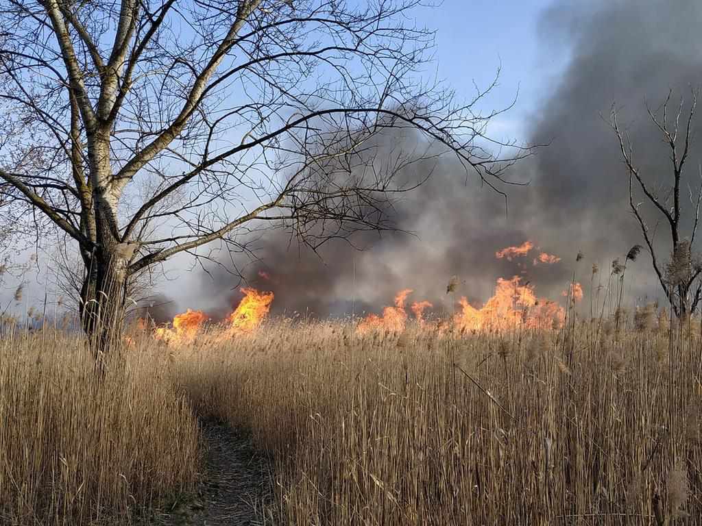 У Полтаві горить очерет неподалік заправочної станції. ФОТО, ВІДЕО