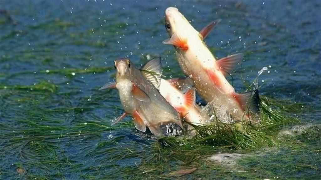 Нерест – 2021: де можна і не можна на Полтавщині ловити рибу 