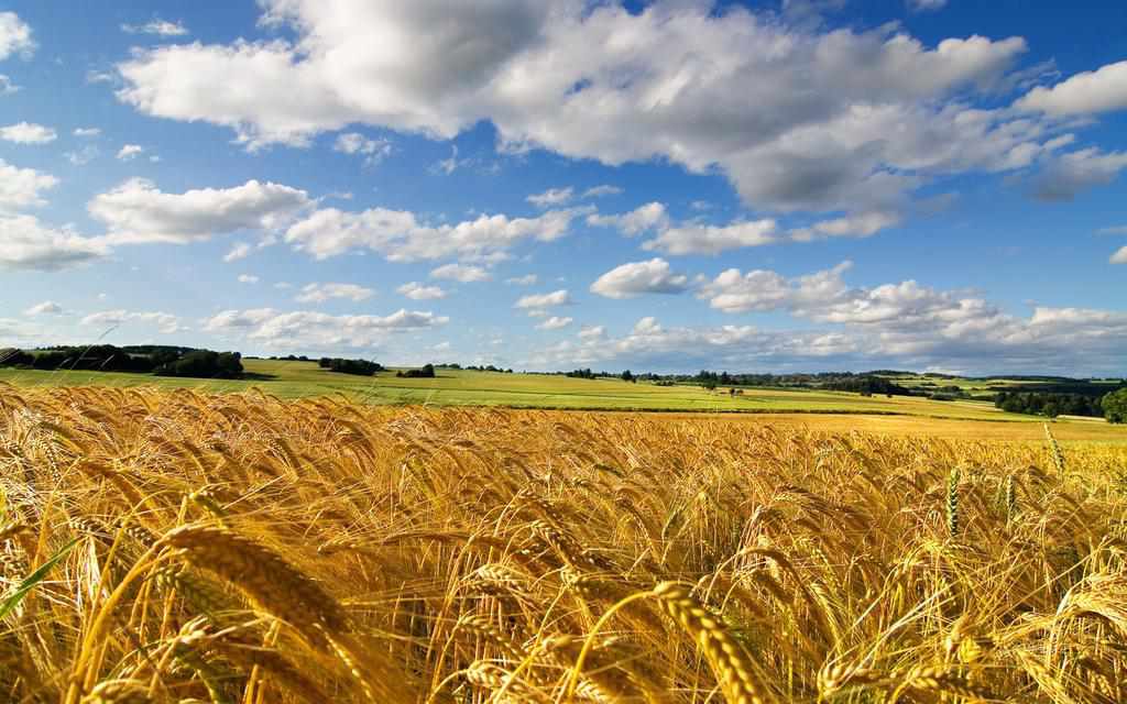 Україна займає шосте місце в світі за експортом пшениці