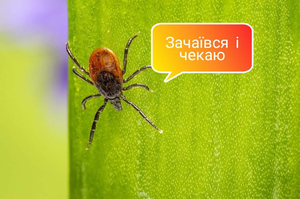 Чим небезпечні кліщі та як від них уберегтись