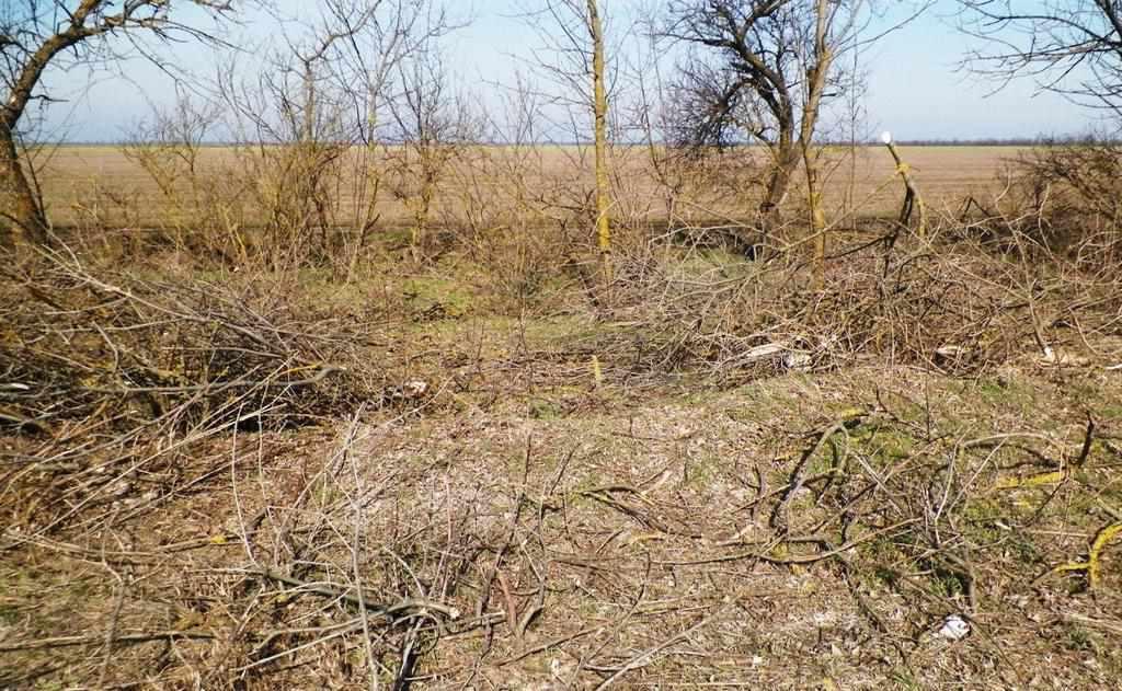 Ще одна громада на Полтавщині бере лісосмуги на свій баланс, інша – вагається