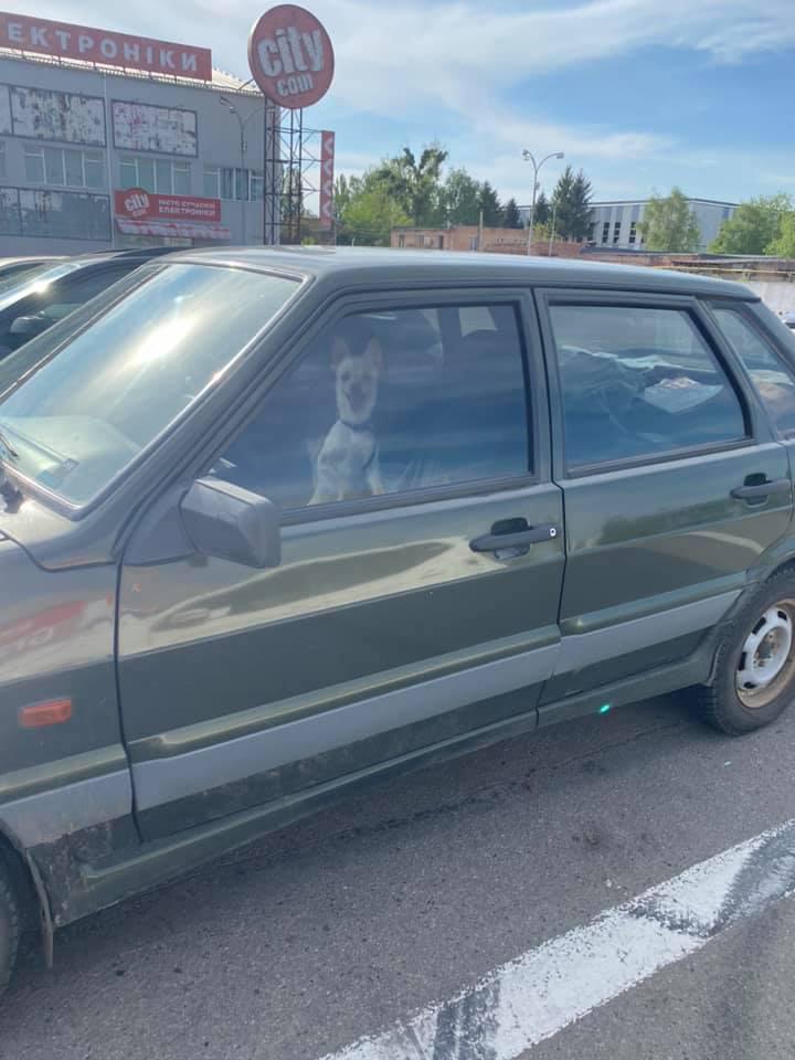 У Полтаві в машині у спеку зачинили собаку: чому це небезпечно. ФОТО