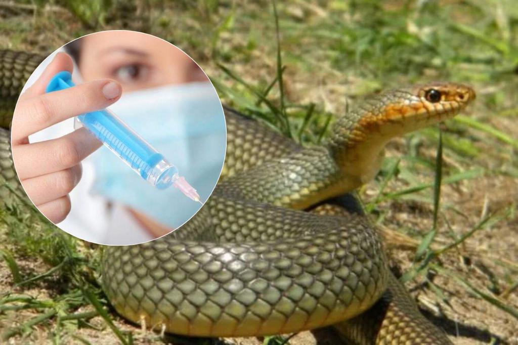 Укуси змій: чи є сироватка на Полтавщині та як уберегтись від нападів плазунів