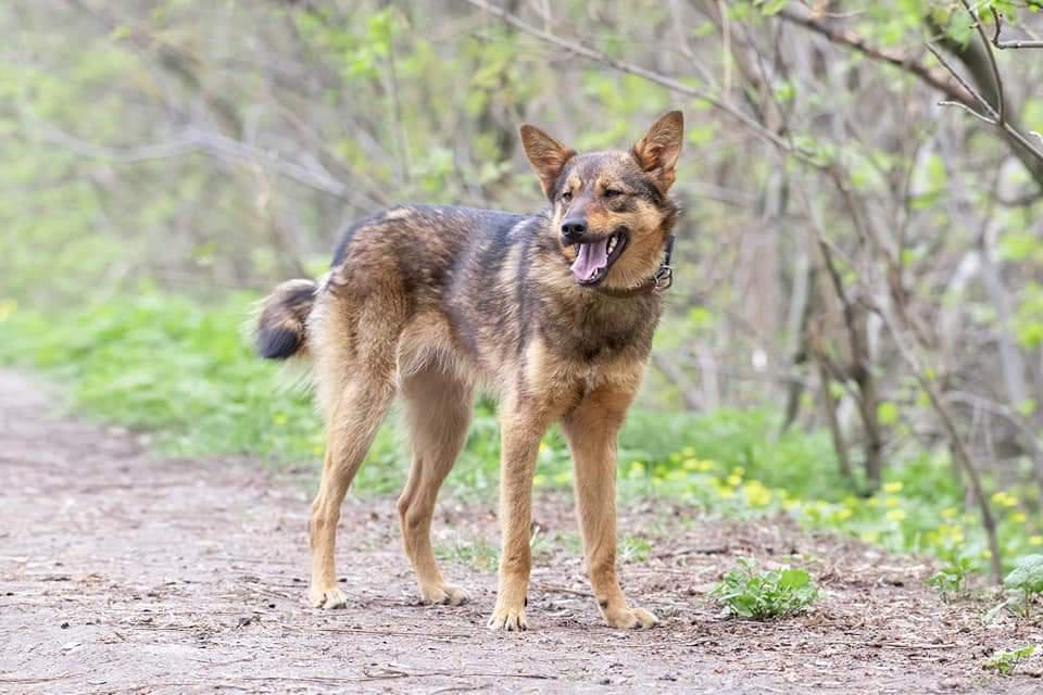 У Полтаві чудові, але безпритульні собаки чекають на нових господарів. ФОТО