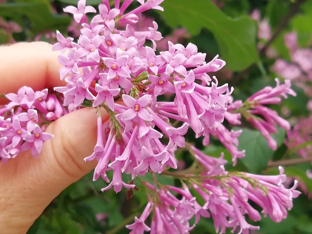 У Полтаві квітує незвичайний бузок: пізно, але дружно. ФОТО 