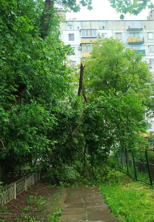 У Полтаві поламані дерева й гілки: наслідки зливи та вітрів. ФОТО