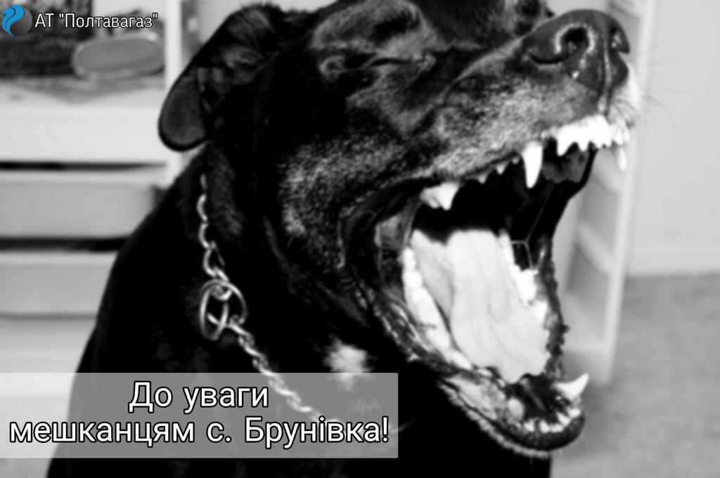 Під Полтавою спустили собак на працівників «Полтавагазу»