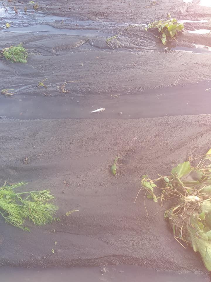 Під Полтавою на городах плаває риба, а рослини залило: наслідки зливи. ФОТО, ВІДЕО