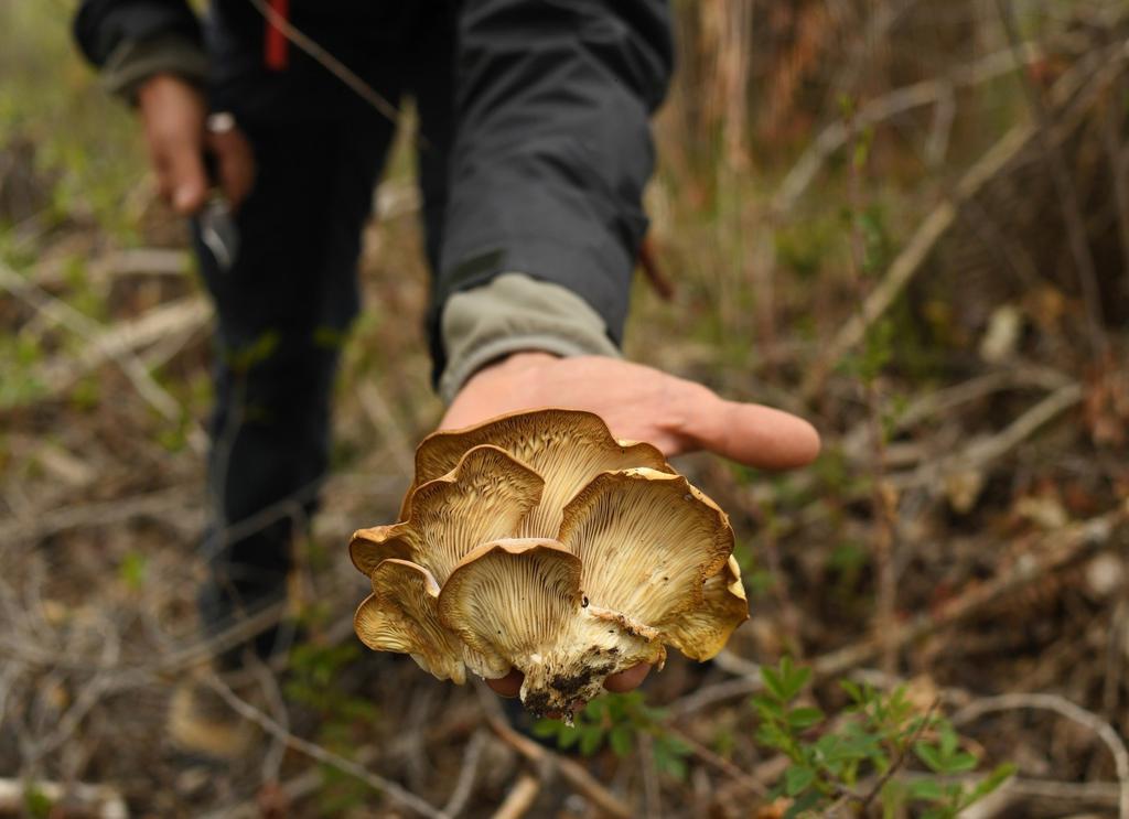 На Полтавщині людина отруїлася дикорослими грибами
