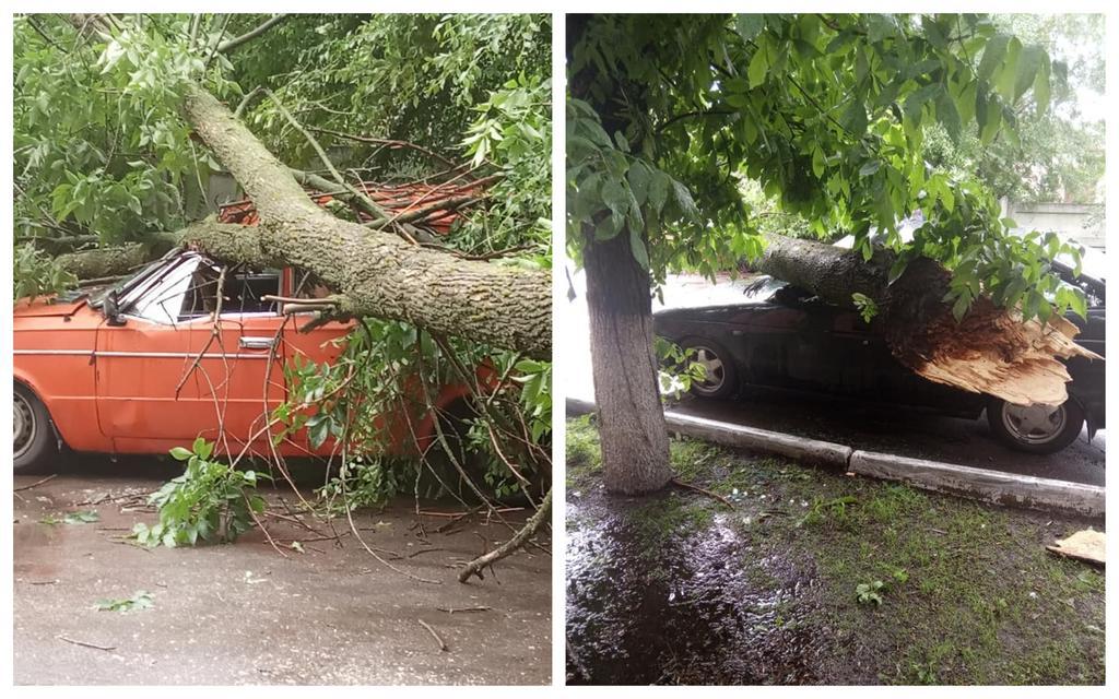 На Полтавщині під час буревію дерево впало на автомобілі. ФОТО