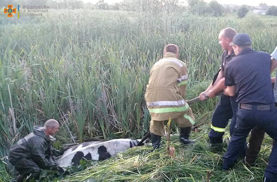 На Полтавщині з болота врятували корову. ФОТО