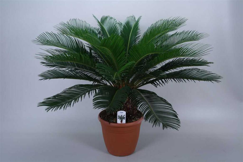 Комнатные растения типа пальмы фото и названия