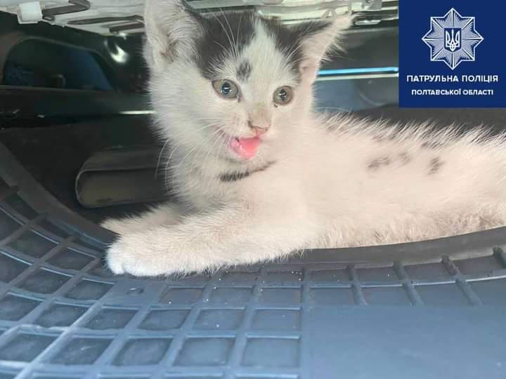У Полтаві поліція зупинила авто за порушення, а врятувала кошеня