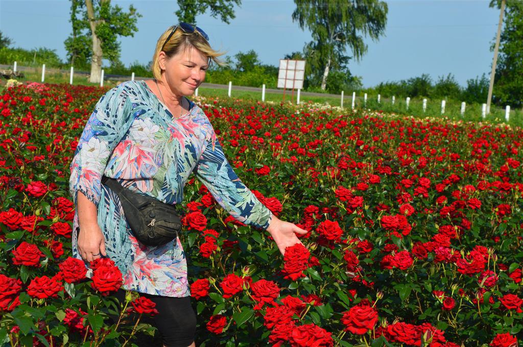 Під Полтавою квітує трояндове поле: майже 300 сортів. ФОТО. ВІДЕО