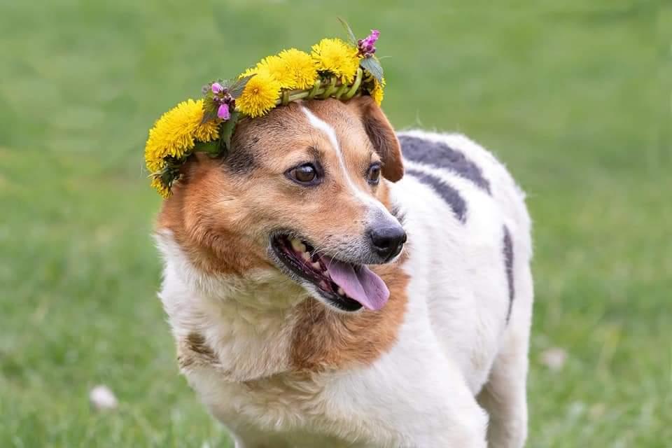 У Полтаві чудові собаки чекають на нових господарів. ФОТО