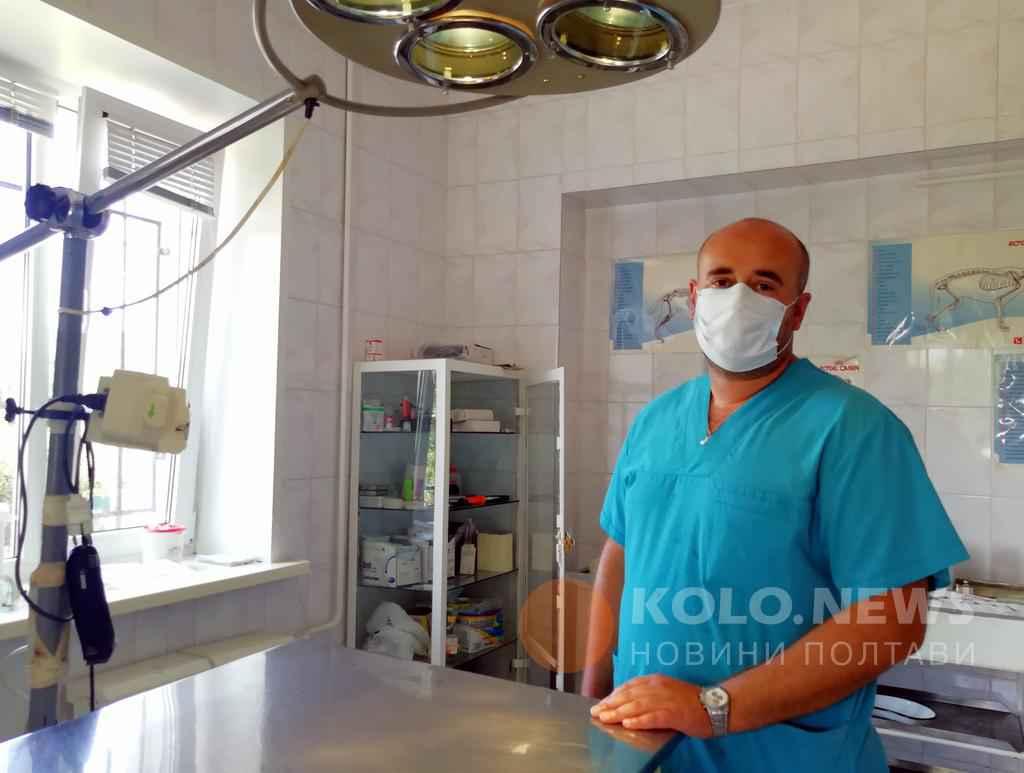 У Полтаві безкоштовно стерилізуватимуть тварин: можна подати заявку