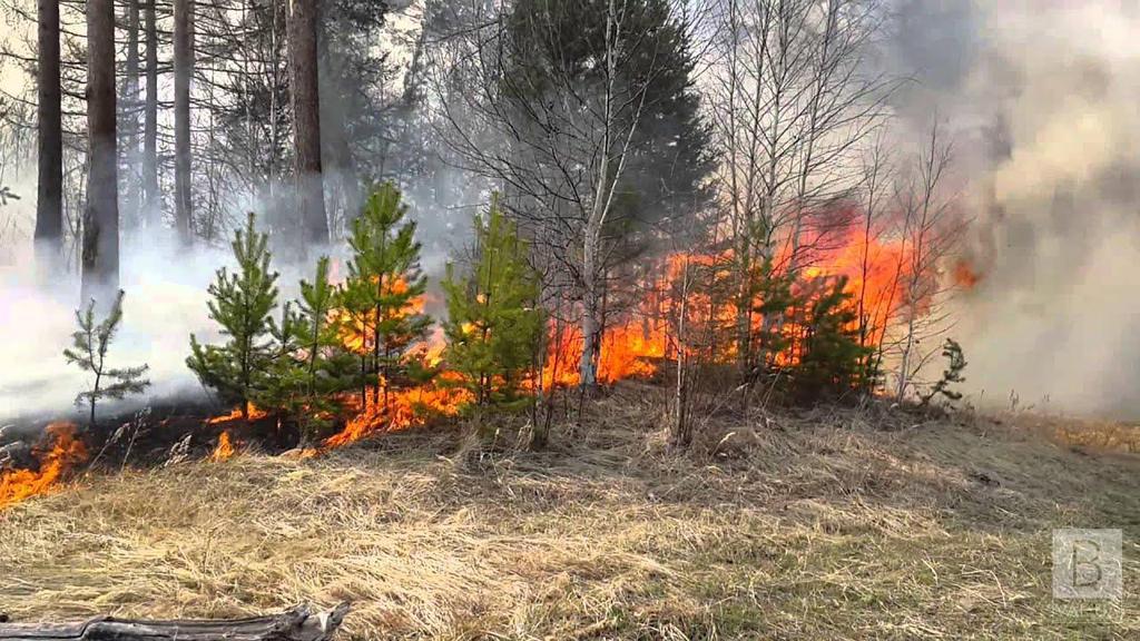 На Полтавщині горів ліс: врятували масив площею понад 50 гектарів. ФОТО