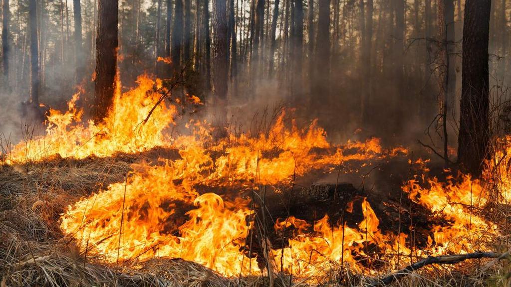 На Полтавщині горів ліс: друга пожежа за дві доби