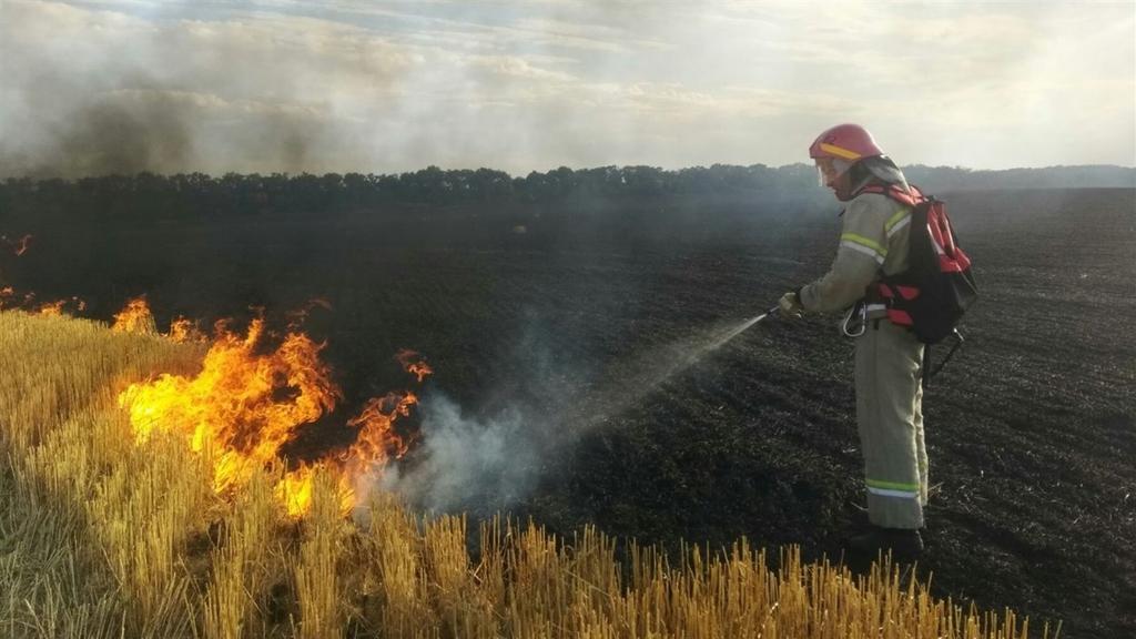 Вигоріло 5 гектарів: поле кукурудзи та соняшнику рятували від пожежі на Полтавщині