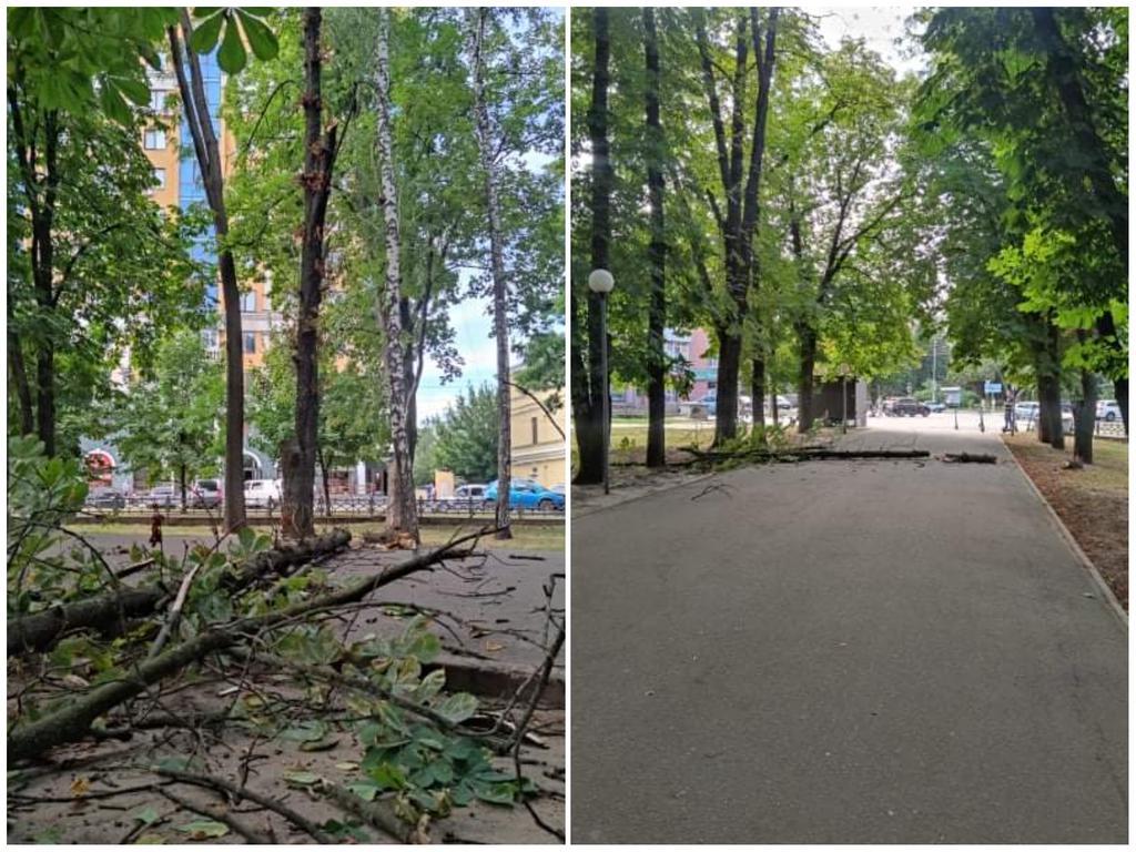 Гуляйте обережно: у Полтаві знову впало дерево