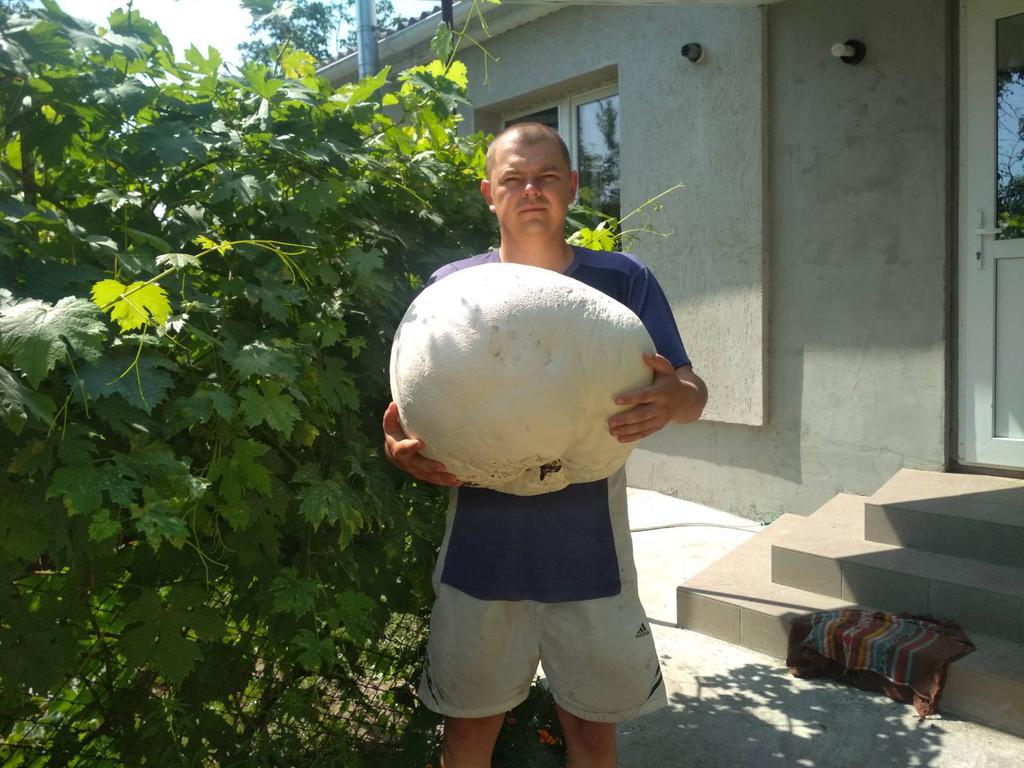 Гриб вагою 5 кілограмів знайшли на Полтавщині. ФОТО