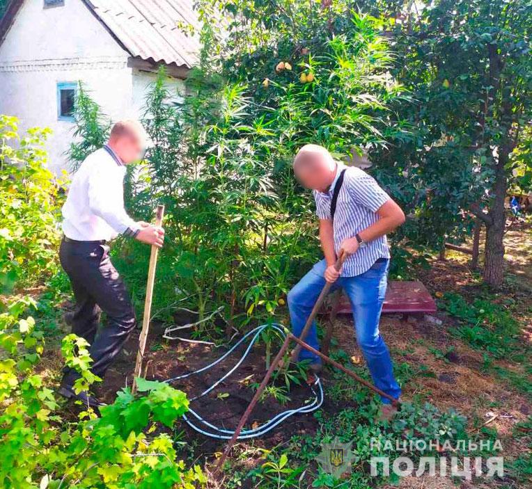 На Полтавщині «сезон збору» врожаю наркотиків: поліція вилучила понад 400 кущів коноплі. ФОТО, ВІДЕО