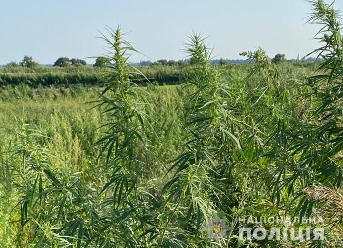 На Полтавщині виявили поле коноплі