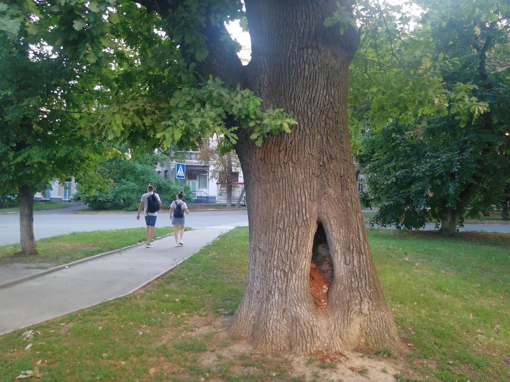 У Полтаві у велетенському дубі утворилось дупло й наскрізна діра. ФОТО