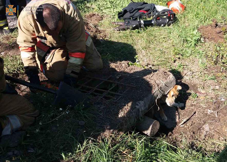 Шестеро рятувальників у Полтаві визволяли з каналізації собаку. ФОТО