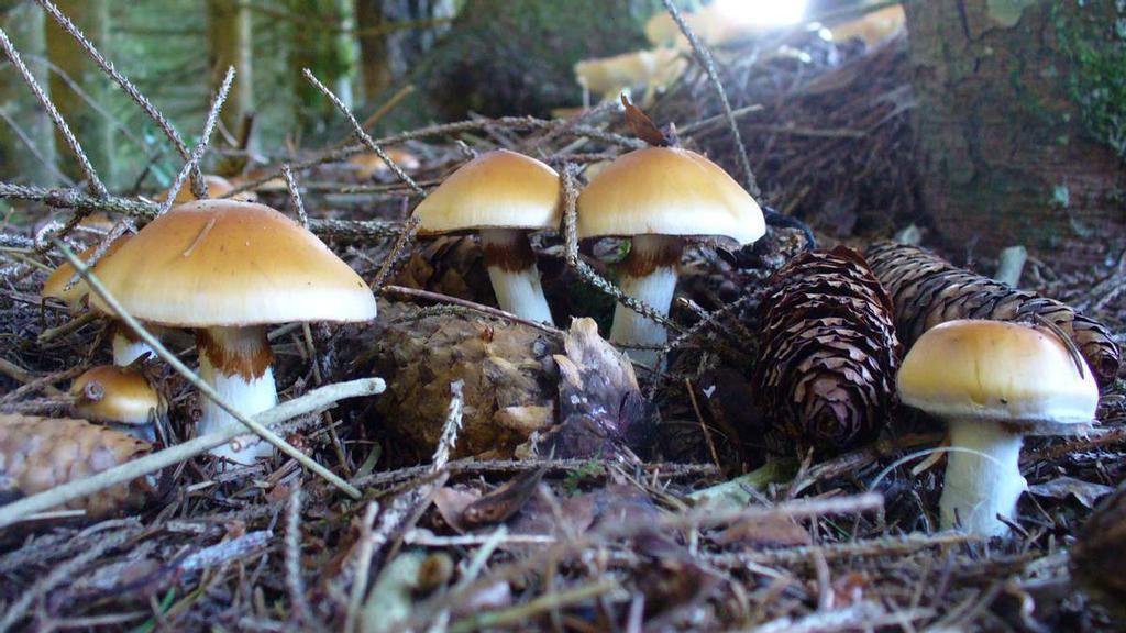На Полтавщині в реанімації помер відомий підприємець: отруєння грибами