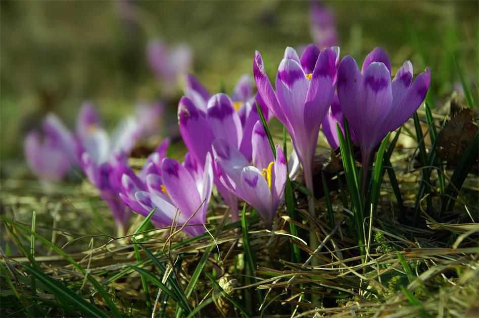 На Полтавщині закликають берегти першоцвіти, що на межі зникнення