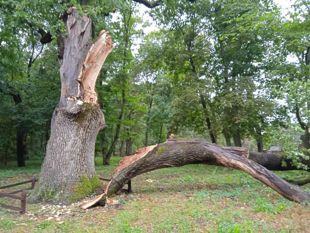 Негода пошкодила дуб, під яким знімали сцену із фільму «Весілля в Малинівці»