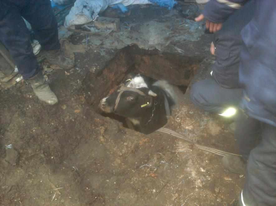 На Полтавщині рятувальники витягли з погреба теля