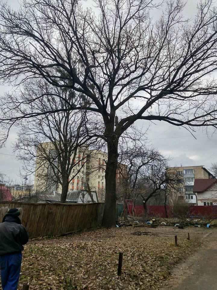 У Полтаві хочуть спиляти столітній дуб