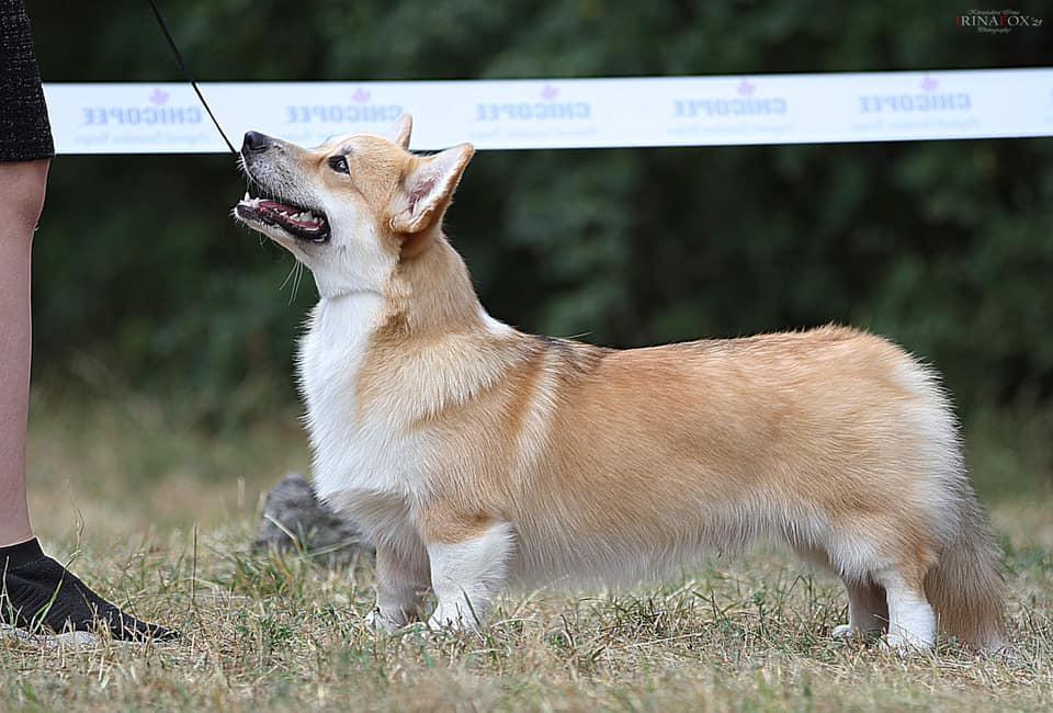 Знайшли собаку, власниця якого загинула в ДТП на Полтавщині. ВІДЕО