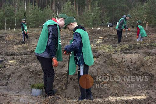 Восени на Полтавщині планують висадити 100 гектарів нового лісу
