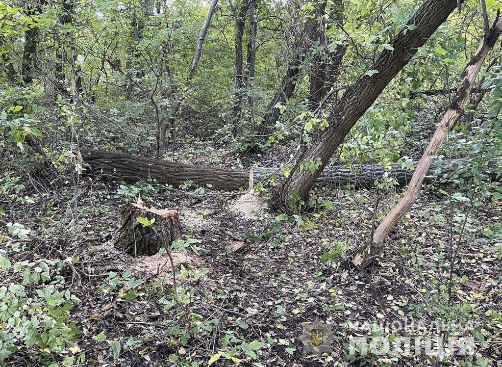 На Полтавщині чоловік загинув під час спилювання дерева