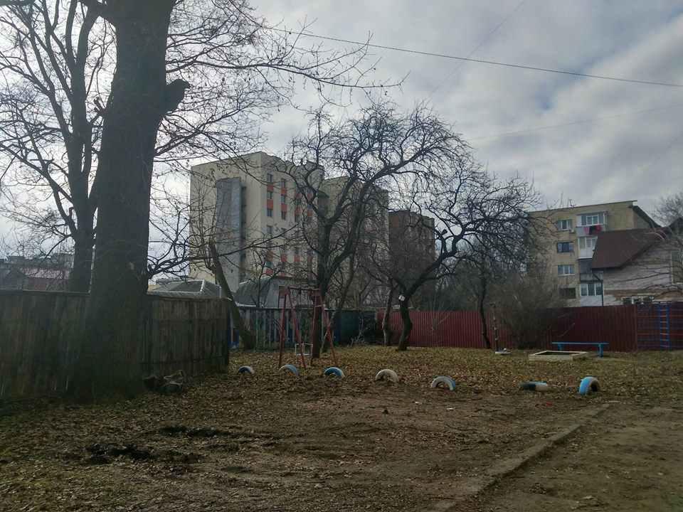 Протест полтавців і розголос у ЗМІ завадили спиляти столітній дуб: чи покарають винних