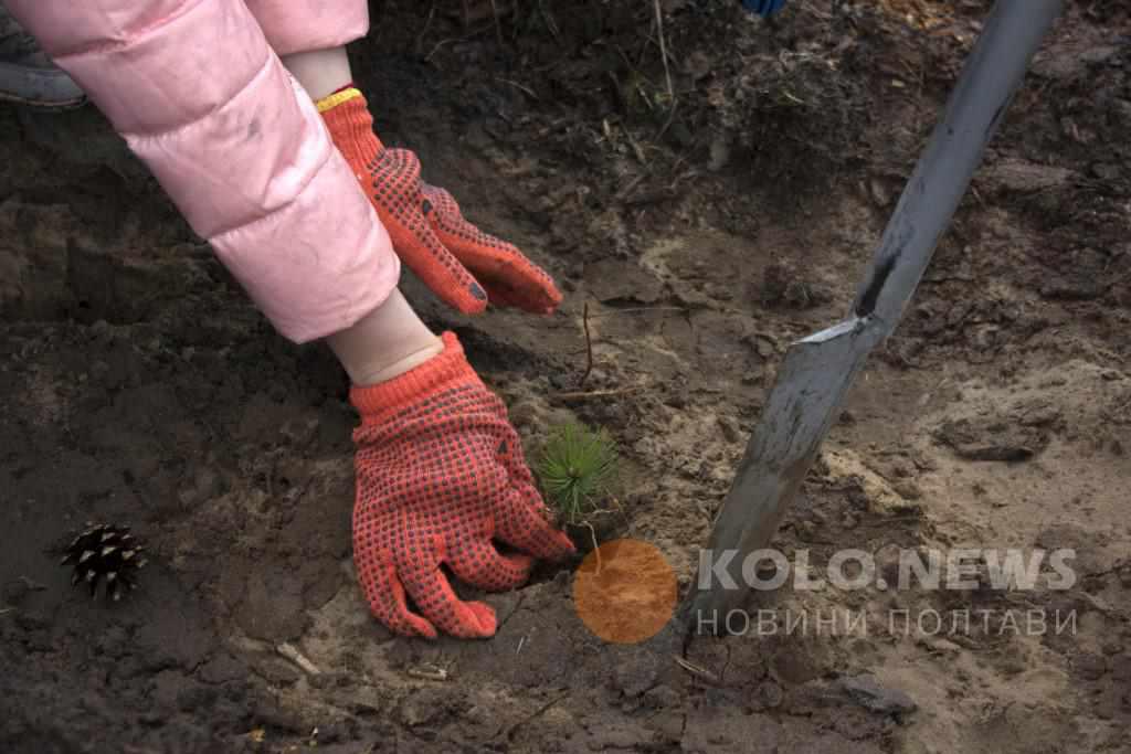 На Полтавщині саджають ліс: до кого звернутися, щоб посадити дерево з лісівниками