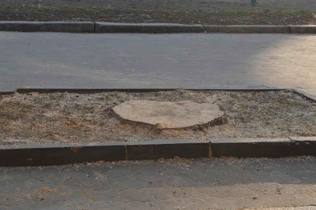 У Полтаві на Театральній площі спиляли ще одне дерево