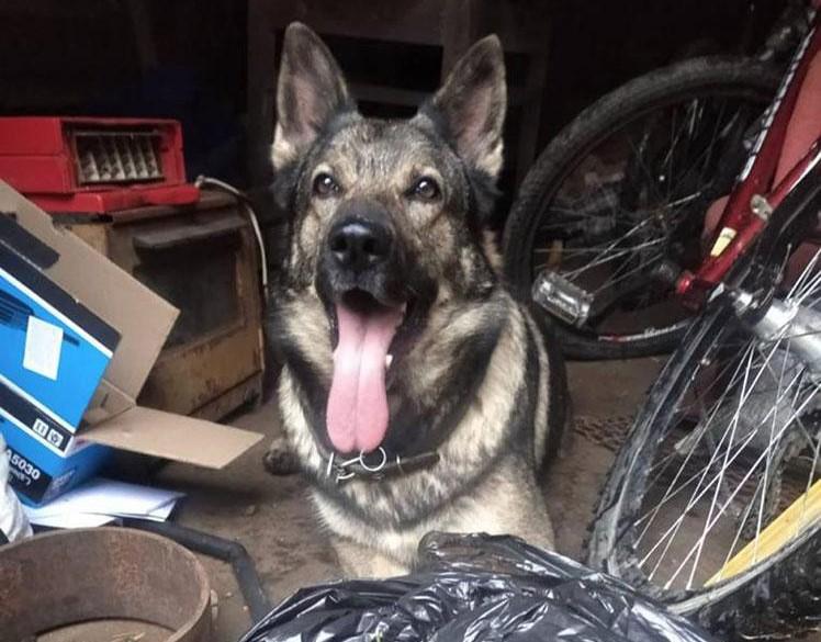 На Полтавщині собака правоохоронців під час обшуків знайшов наркотики в двох осіб