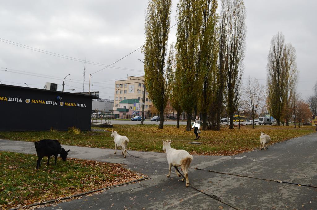 Кози гуляють посеред міста: у Полтаві пасуть кіз біля зупинки. ВІДЕО