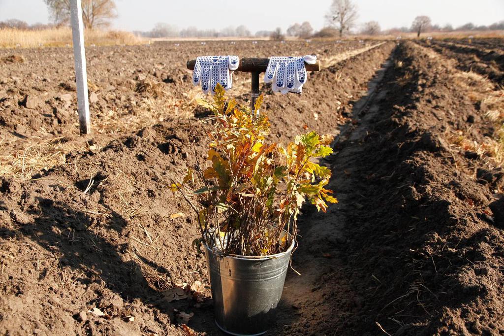 На Полтавщині висадили перший мільйон дерев у межах програми «Зелена країна»