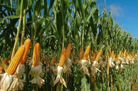 Комунальне агропідприємство в громаді на Полтавщині зібрало перший урожай