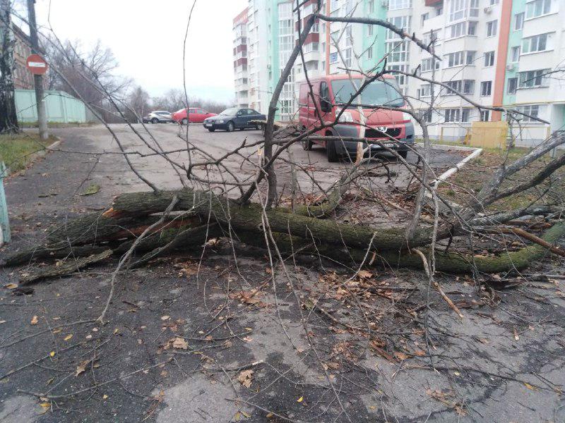 У Полтаві на жінку з дитиною впало дерево: наслідки негоди в місті. ФОТО