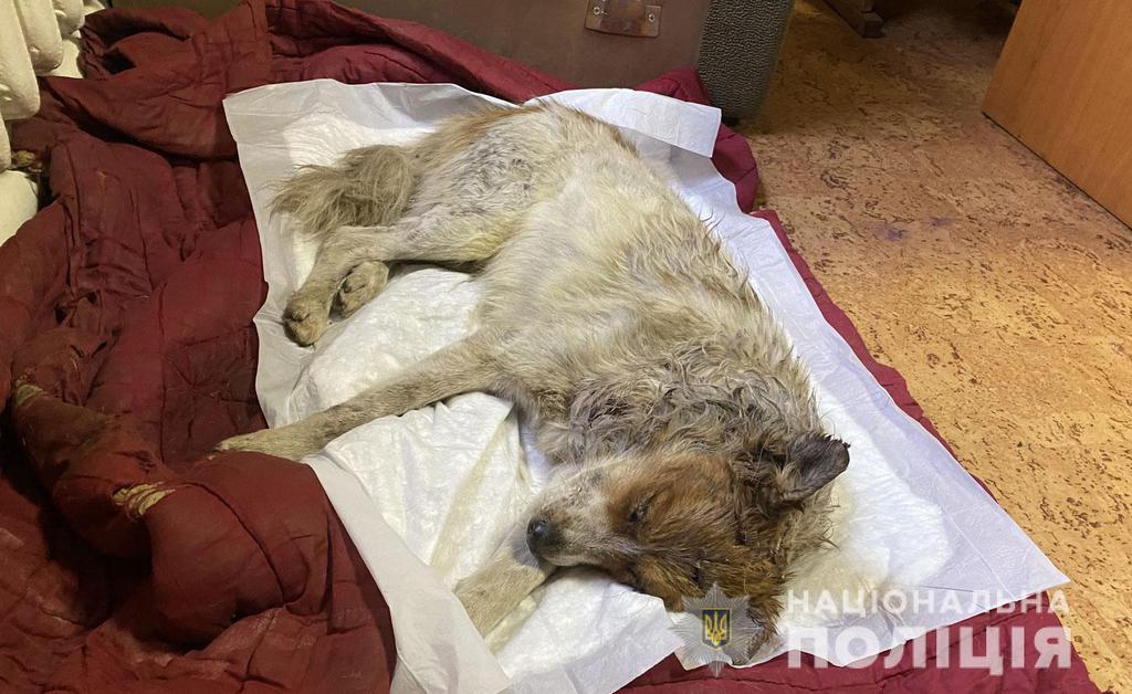 На Полтавщині чоловік побив пса та викинув його на смітник
